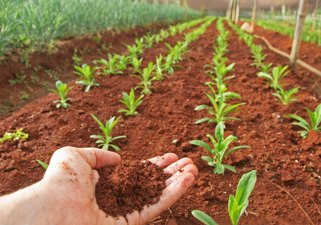 Tea Saponin manufacturer Tea Saponin manufacturer